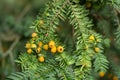 Yellow-aril yew Taxus baccata Lutea with bright yellow berries Royalty Free Stock Photo